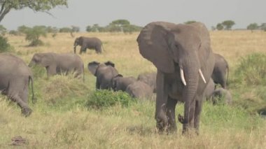 Yakın: anne fil sürüsü Afrika savana otlak woodland arka planda otlatma ile çarpıcı portre. Veld safari oyun Park boyunca güneşli günde hareketli hayvanlar