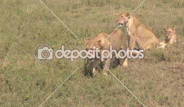Yakın: Anne dişi aslan ve ailesi onun bağımsız yaban hayatı Afrika savana otlak vahşi güzel Safari'de başlayarak Serengeti Milli Parkı emancipating Genç Sevimli erkek aslan