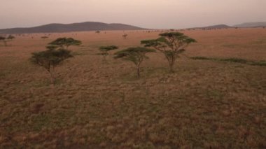 Hava: muhteşem akasya ağaçları uçan sonsuz kısa çim açık savannah bozulmamış Serengeti vahşi alana dağılmış. Dağlar, şafağın Altın ışık uzaktan büyümüş