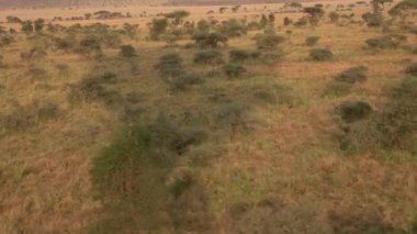 Hava yakın: Safari sıcak hava balon uçuş doğal Afrika savana otlak orman sahne güneşli Altın ışık sabahı üzerinde. Vahşi zebralar gür akasya ağaçlarının düz alana üzerinde otlatma