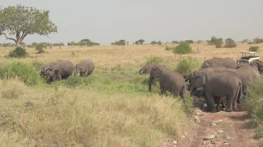 Yakın: Turistler safari jeep oyun sürücü doğal yaşam, Afrika ailesinde büyük fil gözlemleyerek yol durdurma. Gövde kullanarak dere suyu yudumlarken akışı ayakta güçlü filler