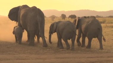 Muhteşem büyük aile reisi vahşi filler ve tatlı yavruları sıcak Afrika savanası çölünde yürüyorlar rüya gibi alevli gün batımında büyük bir toz bulutu kaldırıyorlar.