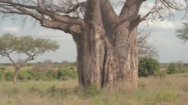 Yakın: Safari oyunu güzel Afrika savana, büyük yaşlı baobab ağaçları, bereketli acacias, kurak çim muhteşem manzarası ile sürücü ve geniş geniş güneşli günde Tarangire Milli Parkı içinde eğe