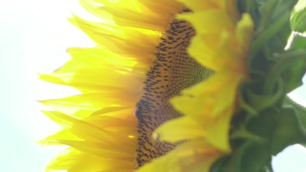 Slow Motion Close Dof Hardworking Bees Gathering Sweet Nectar Pollen — Stock Video