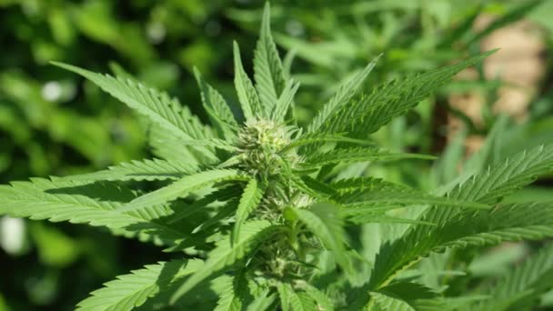 Zeitlupe Nahaufnahme Dof Detail Frischer Grüner Medizinischer Marihuana Blüten Die — Stockvideo