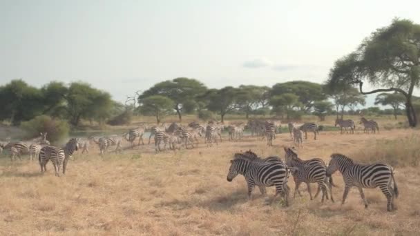 Zblízka Stádo Divokých Zebry Shromáždění Kolem Pitné Vody Vyprahlé Africké — Stock video