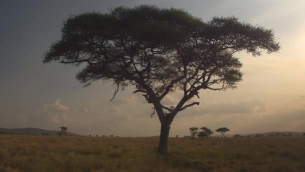 Aérial Fermer Voler Autour Acacia Silhouetté Dans Magnifique Coucher Soleil — Video
