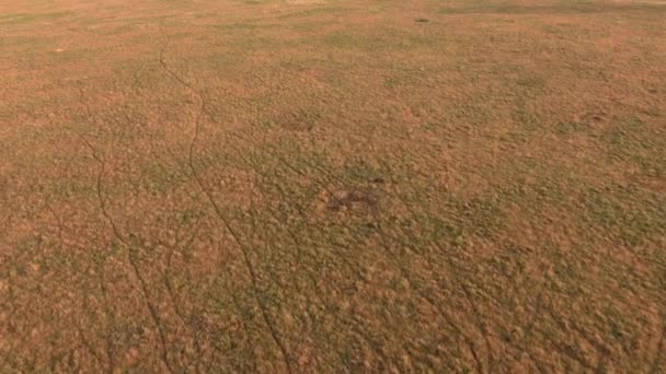 Hava Yaklaşan Sonsuz Ağaçsız Kısa Otların Savana Alanında Muhteşem Serengeti — Stok video