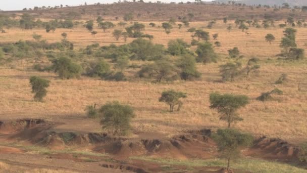 Antenn Flygande Mot Fantastisk Torr Flodbädd Fantastiska Halvtorra Afrikanska Vildmarken — Stockvideo