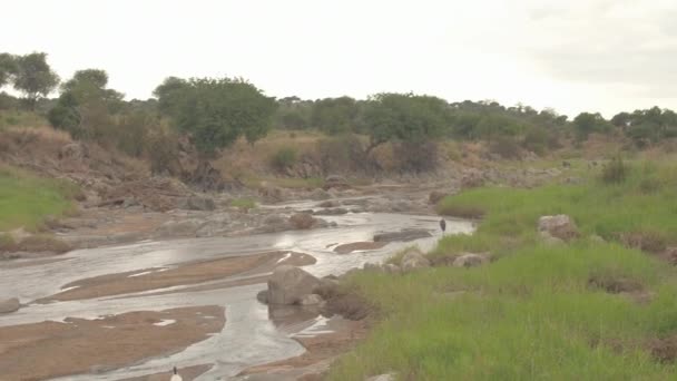 Letecká Zblízka Nádherné Africké Čápi Všudypřítomné Marabous Brodění Mělké Vodě — Stock video