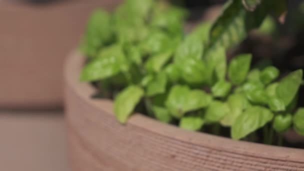 Cerrar Dof Hermosa Exuberante Casa Verde Cultivada Orgánica Bio Albahaca — Vídeos de Stock