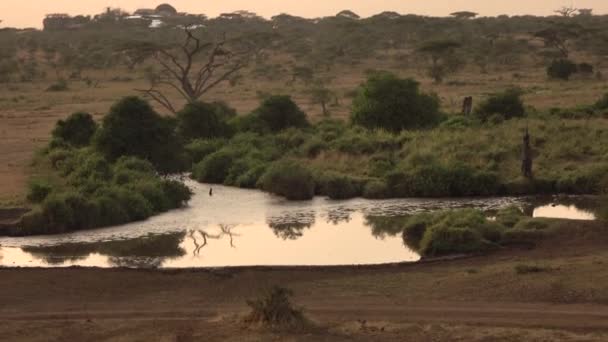 Aerial Flying Riverside Small Muddy Waterhole African Savanna Wilderness Lush — Stock Video