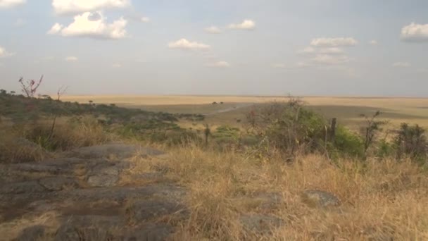 Aerial Volando Sobre Paisaje Espectacular Bosques Acacia Verde Vastas Praderas — Vídeo de stock