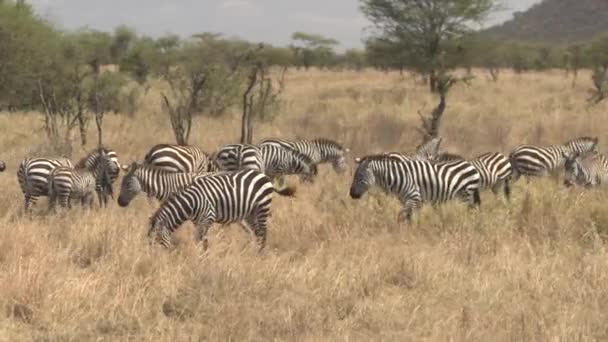 Close Antenne Rondvliegen Prachtige Familie Van Vlakten Zebra Grazen Droge — Stockvideo