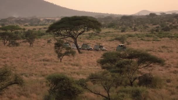 アフリカのサバンナ草原森林を通じての未舗装の道路上の行のゲーム ドライブ立って航空 サファリ ジープ 美しい撮影観光客やし 背の高い乾いた草と驚くべきアカシア木の夜明けに — ストック動画