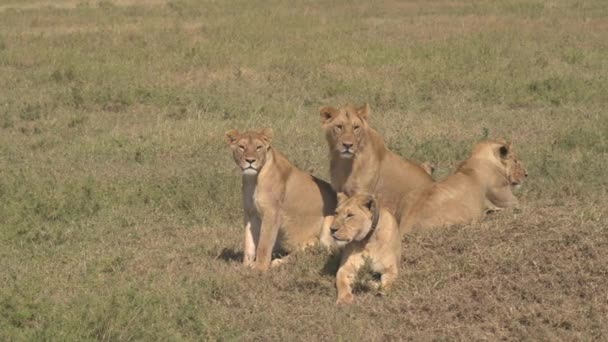 Close Adorable Group Adult Young Lions Lying Sunny Savannah Grassland — Stock Video