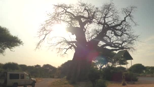 坦桑尼亚塔兰吉尔 2016年6月10日 野生动物园吉普车充满了快乐的游客游戏驾驶惊人的野生野生动物塔兰吉尔国家公园经过强大的猴面包树在美丽的日子里被烈日照亮 — 图库视频影像