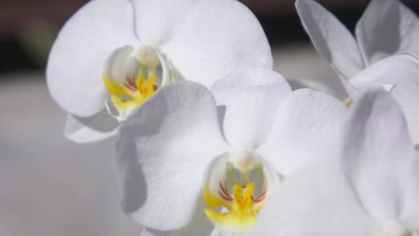 Makro Dof Atemberaubend Schöne Schneeweiß Blühende Orchideenblüten Und Seine Sanften — Stockvideo