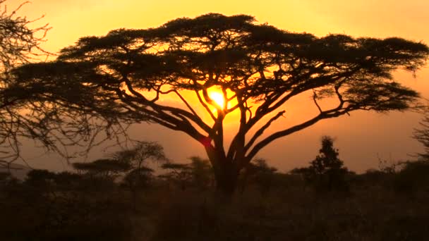 Close Stunning Silhouetted Thorny Acacacia Tree Canopy Golden Setting Sun — стоковое видео