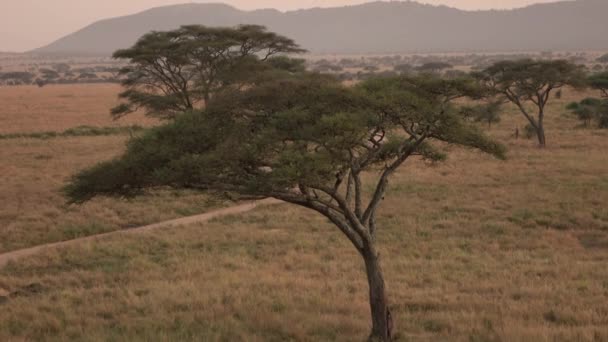 Aereo Strada Sterrata Tortuosa Polverosa Che Attraversa Prati Della Savana — Video Stock