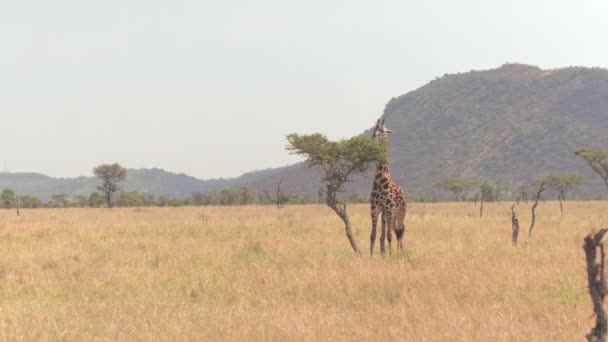 Cerrar Adorable Jirafa Masai Infantil Solitario Comiendo Hojas Arrancando Follaje — Vídeos de Stock