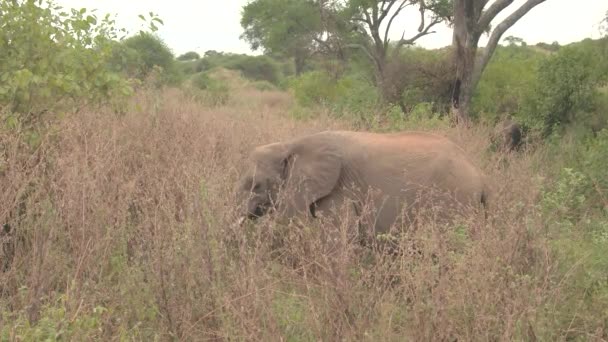 Cerrar Lindo Elefante Pequeño Pie Hierba Alta Alimentándose Malas Hierbas — Vídeos de Stock