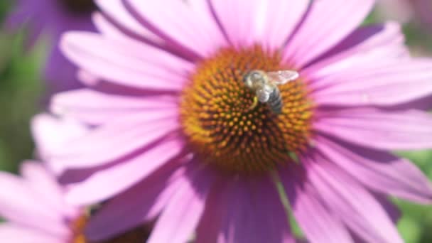 慢动作 自由度 辛勤的蜜蜂收集甜美的花蜜和花粉从雌蕊和雄蕊的美丽的紫色盛开的花朵在惊人的阳光明媚的夏日自然花园 — 图库视频影像