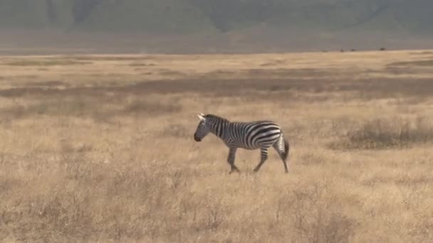 Aerial Close Flying Wild Zebra Walking Relaxed Extensive Arid African — Stock Video
