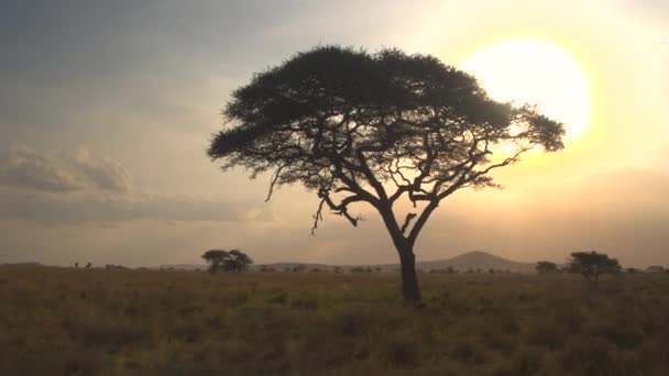 Aerial Close Flying Distancing Silhouetted Acacacia Tree Beautiful Golden Light — стоковое видео