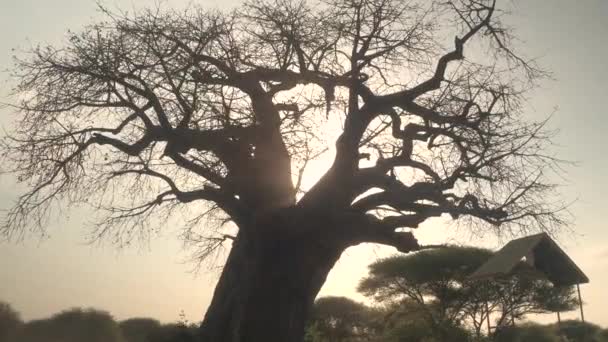 Nahaufnahme Niedriger Blickwinkel Atemberaubender Mächtiger Baobab Baum Ohne Blätter Der — Stockvideo