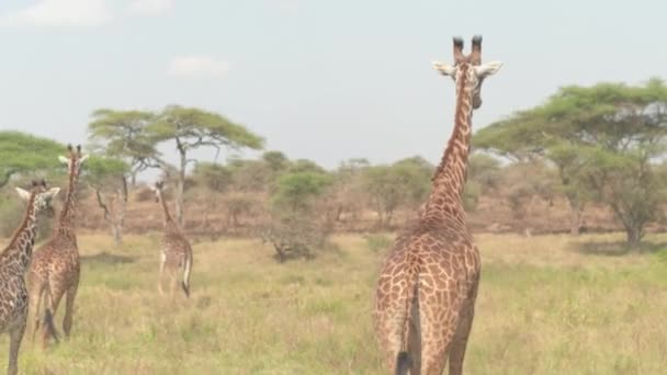 クローズ アップで広大な背の高い草の中ゴロゴロ愛らしい大人野生 Giraffas 開くサバンナ草地およびアカシア ウッドランド セレンゲティ国立公園の美しい晴れた日の荒野でさまよう動物 — ストック動画