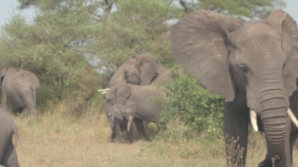 Close Dof Όμορφο Άγριο Ελέφαντα Πεδίο Βόσκηση Τοποθέτηση Των Λουλουδιών — Αρχείο Βίντεο