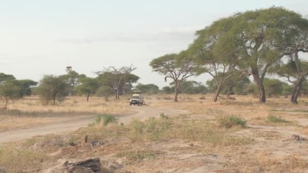 タランギレ タンザニア 2016 サファリ車を通じてアフリカのサバンナ森林地帯 美しい野生動物を見事なほこりっぽい道のゲーム運転観光客が過去の太陽の下でリラックスしたシマウマの群れリゾートします — ストック動画