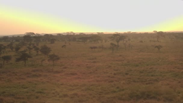 Aerial Cerrar Volando Por Encima Exuberantes Árboles Acacia Dispersos Alrededor — Vídeo de stock