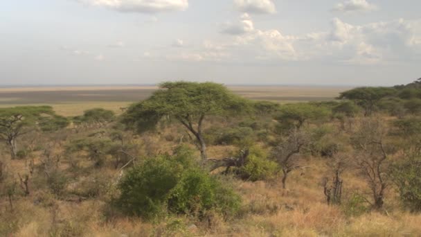 Panoramic View Spectacular Flatland Landscape Serengeti National Park Africa Beautiful — Stock Video