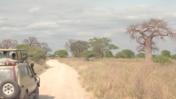 Close Happy Tourists Sightseeing Game Drive Beautiful Arid African Grassland — стоковое видео