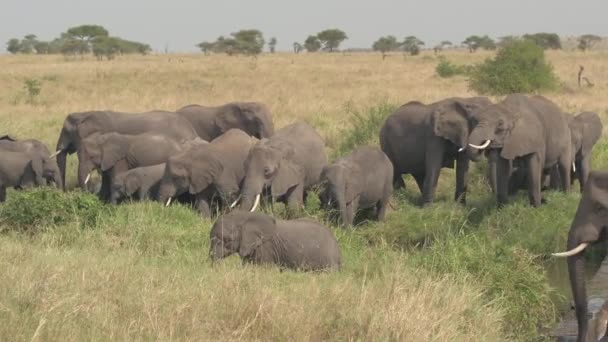 大群美丽的口渴的大象与后代喝从溪使用长树干 饥饿的大象在草地上进食 站在水坑里 在壮观的阳光明媚的坦桑尼亚 — 图库视频影像