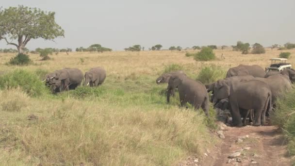 Close Toeristen Een Safari Jeep Wildsafari Stoppen Onderweg Observeren Grote — Stockvideo