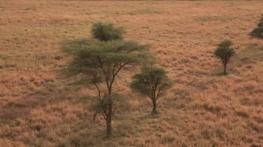 Hava, yakın: dikenli akasya ağaçları uçan sonsuz kısa otların savannah otlak manzara Serengeti Milli Parkı içinde dağılmış. Görkemli açık alan vahşi hayat şafağın Altın ışık