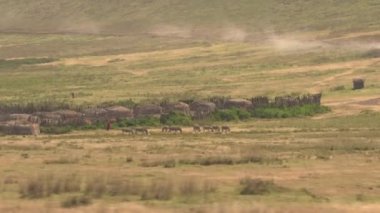 Anteni, Close Up: Savannah otlak kabile toplumunda göçebelerin pitoresk hayat. Masai insanlar eşek vahşi mera üzerinde hayvan sürüsü geleneksel canlı renkli khanga elbise giymiş