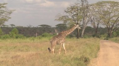 Anteni: Yakın çekim: uzun boylu safari masai zürafa wilderness geçiş tozlu oyun sürücü Road muhteşem Serengeti Milli Parkı içinde çarpıcı yanında uçan. Yapraklı akasya ağacı dalları üzerinde tarama Giraffas