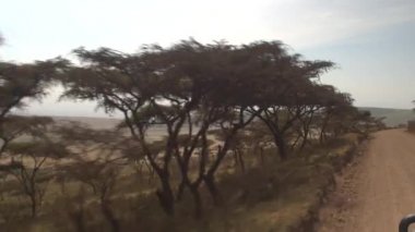 Yakın: Safari jeep oyunu muhteşem Ngorongoro krateri inen yemyeşil kurak savannah woodland ile turistler sürüş. Çok sayıda akasya ağaçları ile büyümüş dağ yamacı güzel bakış