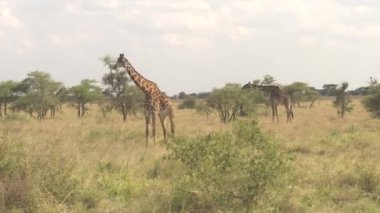 Yakın: yeşillik yemek çok güzel masai zürafalar yırtılma dikenli akasya ağacı Kanopiler bırakır. Etrafta dolaşan, savannah orman otlak vahşi doğada Serengeti düzlüklerinde başıboş sevimli zürafa