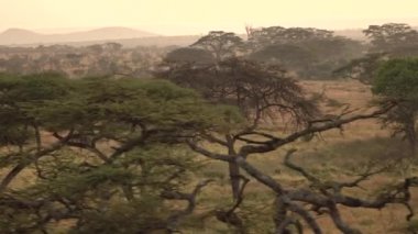 Hava: Kuru açık akasya ağacı woodland ve vahşi fil aile Serengeti puslu Altın ışık batımında savannah otlak çölde dolaşıp doğrultusunda yürüyüş bebek filler ile uçan