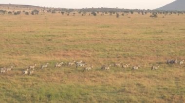 Hava, Close Up: Bebeklerde savannah otlak manzara geçen uçan zebra aile yukarıda. Vahşi zebralar büyülü Altın Şafak ünlü Serengeti ovaları geniş çayır araziyi hattında çalışan