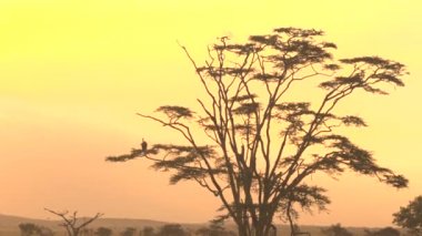 Ak sırtlı akbabası günbatımında bir ağaç dalı eski çürüyen akasya ağacı gölgelik rüya gibi sarı ve turuncu altın gökyüzü karşı içinde oturan. Savana woodland nefes kesen Serengeti ovaları, Tanzanya içinde