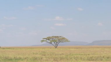 Muhteşem görünümü dikenli akasya ağacı duran sonsuz savannah otlak manzara Serengeti Milli Parkı içinde ortasında tek başına. Görkemli ağacı güneşli Afrika açık mavi gökyüzü altında büyüyen