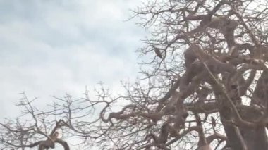 Yakın: Raptor Afrikalı beyaz baobab şube üzerinde oturan ve av Tarangire Milli Parkı Tanzanya çarpıcı beslemek için bekleyen akbaba sırt. Ağaç gölgelik avcılık gıda güzel aç kartal