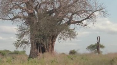 Hava yakın: şaşırtıcı çok büyük eski baobap ağacı tropikal savana ve arka planda gür yeşil akasya ağaçları büyüyen geçmiş uçan. Güzel savannah otlak sıcak güneşli Afrika yaban hayatı tatil