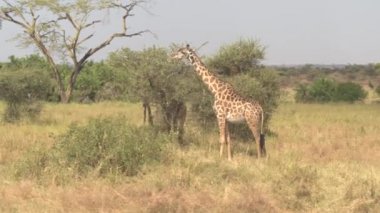 Hava, yakın: yaprak yeşillik küçük akasya ağacı gölgelik pitoresk açık savannah orman otlak muhteşem Serengeti ovaları üzerinde kapalı yırtılma, yemek çok güzel bebek zürafa etrafında uçan